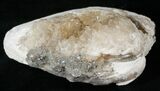 Clam Fossil with Golden Calcite Crystals - #14724-1